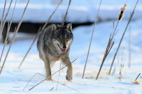 Wolf running directly on camera in winter landscape Stock Photos