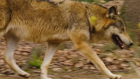 Wolf running Stock Footage 238951669