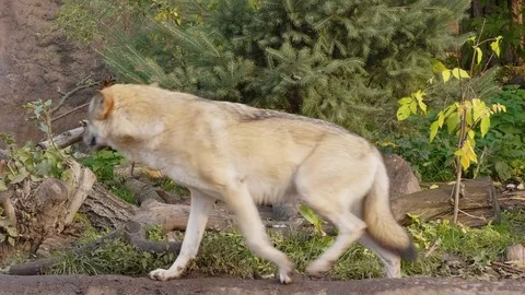 Wolf running through the forest in the fall Stock Footage 84707014