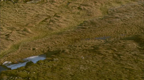 Wolf running toward heard Stock Footage 44692880
