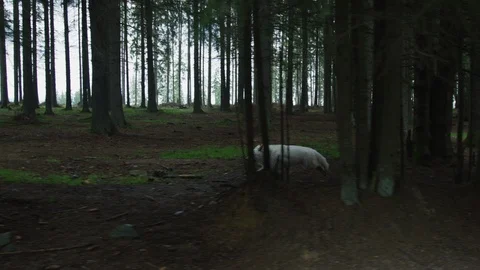 Wolf running into the woods Video stock 100048614