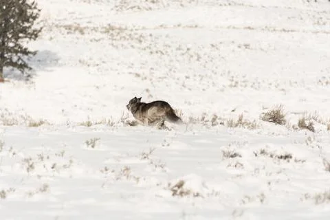 Wolf runs across field Stock Photos