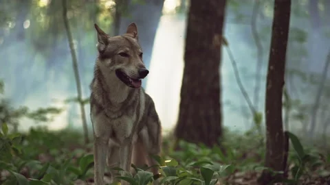 Wolf runs across the forest floor, its paws striking the ground Video stock 155849219
