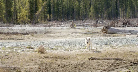 Wolf runs across riverbed towards camera Stock Footage 232558868