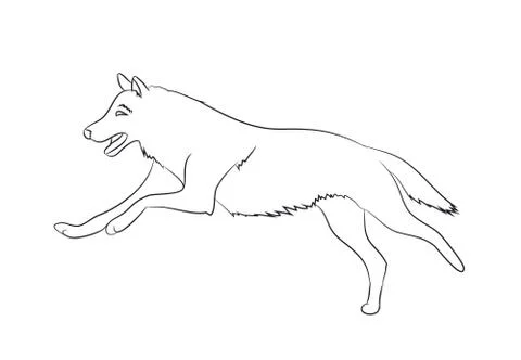 Wolf runs, image lines, vector Stock Illustration