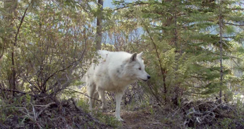 Wolf  runs out of bush Stock Footage 232557571