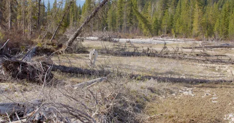 Wolf runs through along shore toward camera Stock Footage 232548845