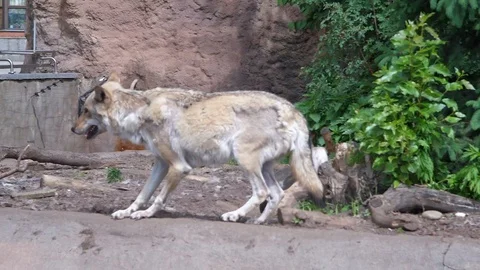 The wolf runs through the aviary in the zoo Stock Footage 108342071