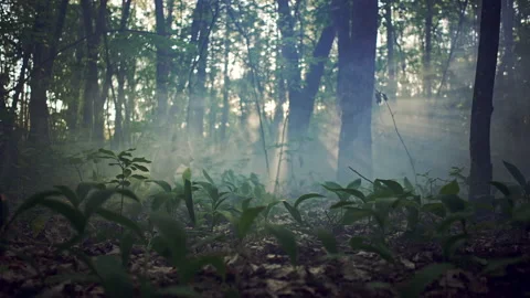 Wolf runs through a forest and stops Video stock 155847191