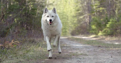 Wolf runs towards camera down dirt road Stock Footage 232559081