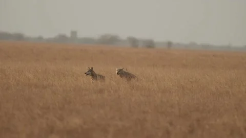 Wolf scent marking female Stock Footage 199395909