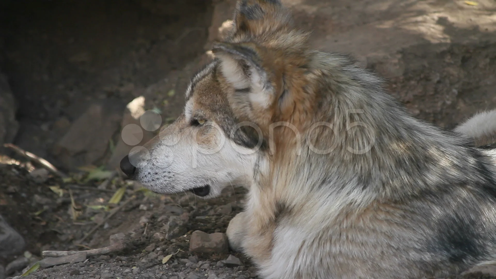 a dogs ears compared to a wolfs ears