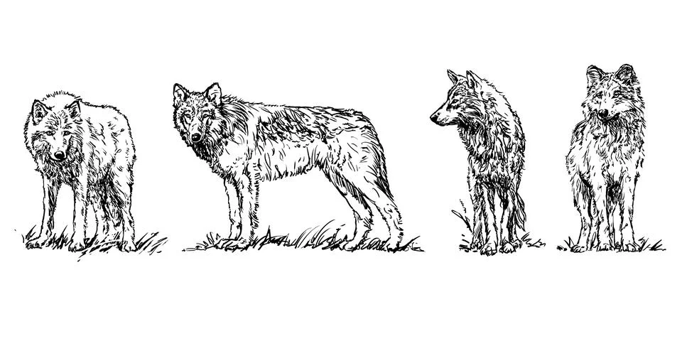 Wolf - set of wolves, hand drawn black and white vector illustrations 库存插图