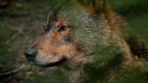 Wolf Side View In Forest Stock Footage 77146713
