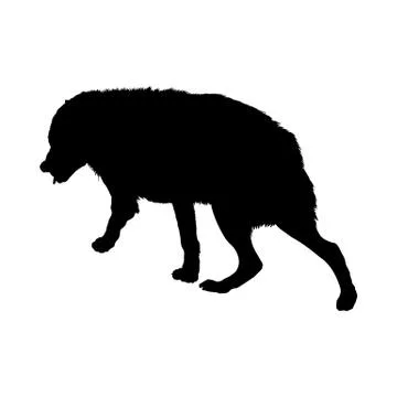 Wolf Silhouette 스톡 일러스트