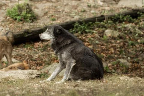A wolf is sitting and scratching Foto stock