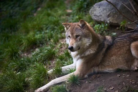 Wolf sitting on elevated rock in forest looking at surrounding area Stock Photos