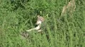 Wolf sitting on fallen tree and running away HD Footage