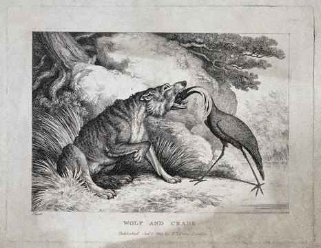 A wolf is sitting in the grass while a crane extracts a bone from its throa.. Stock Illustration