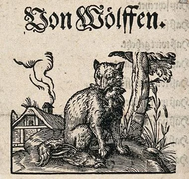 A wolf sitting next to its prey, a cockerel, with a farmhouse in the backgr.. 스톡 일러스트