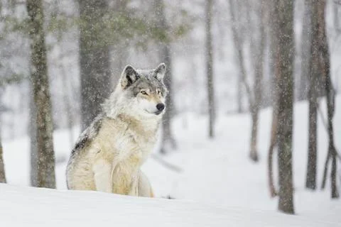A wolf sitting in a snowfall in a forest Stock Photos
