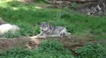 Wolf sitting on tree trunk in grassy landscape HD Footage