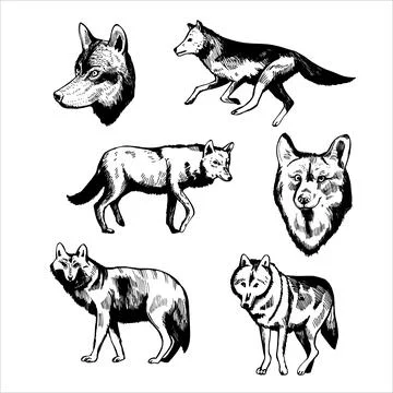 Wolf. Sketch  illustration. Stock Illustration