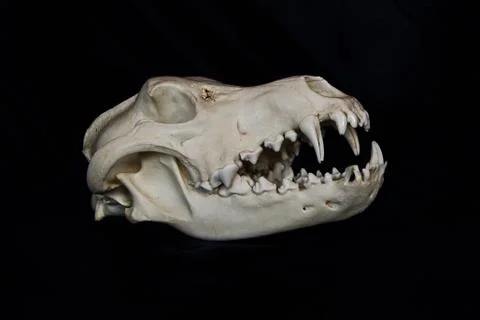 Wolf Skull with Large Fangs in Opened Mouth Isolated on a Black Background Stock Photos