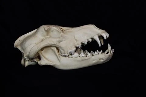 Wolf Skull with Large Fangs in Opened Mouth Isolated on a Black Background Stock Photos