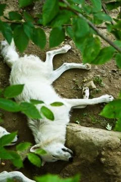 Wolf sleeping. Stock Photos