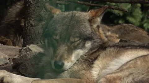 A wolf is sleeping under a tree in the forest Video stock 239130637