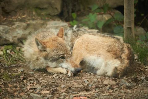 The wolf sleeps under a tree in a hole in the forest of zoo Stock Photos