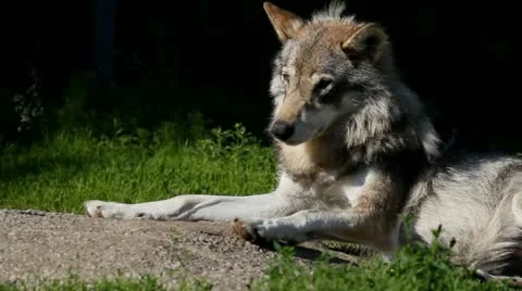 Wolf sleepy Stock Footage 11431042