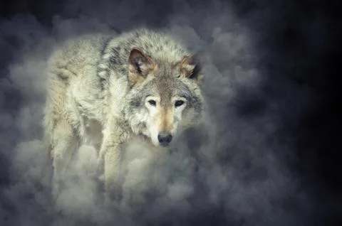 Wolf in smoke Foto stock