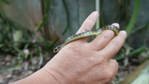 Wolf snake moving slowly on the left hand Vidéo 243078844