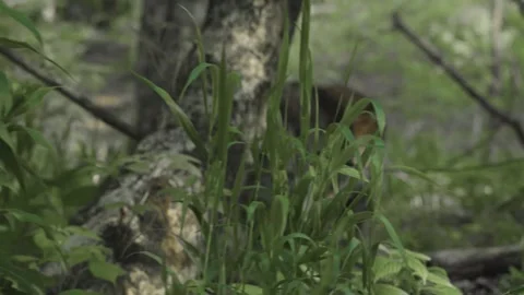 Wolf Sniffing Beneath the Undergrowth Stock Footage 311013858