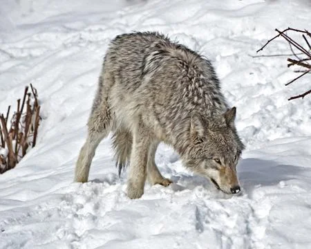 Wolf Sniffing Snow Stock Photos