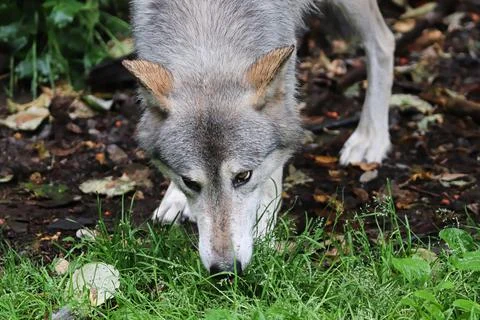 A wolf sniffs the ground during summer Stock Photos