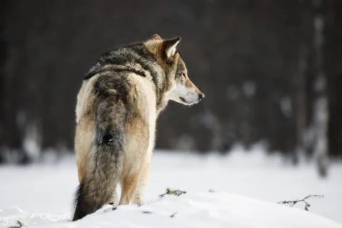 Wolf in the snow Stock Photos