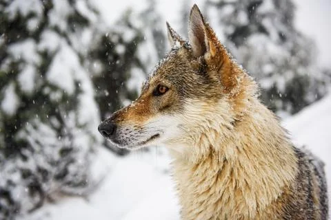 Wolf in the snow Stock Photos