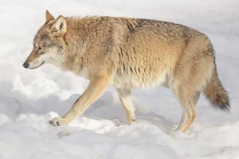 Wolf in the snow Foto stock