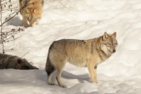 Wolf in the snow Stock Photos