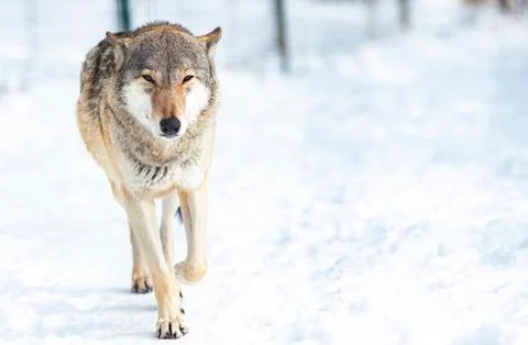 Wolf in snow Stock Photos