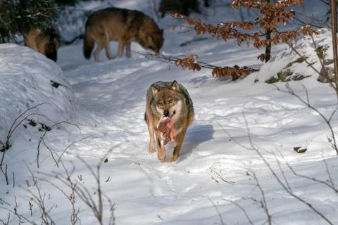 Wolf in the snow in winter while eating meat Stock Photos