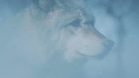 Wolf In Snowfall In Misty Forest Stock Footage 194031564