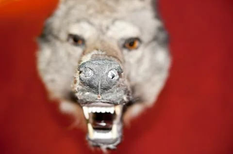 Wolf, specimen Stock Photos