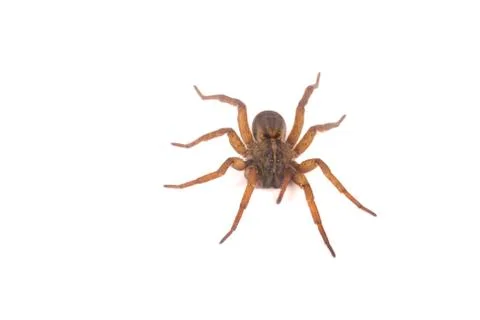 Wolf spider from above Stock Photos