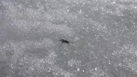 Wolf spider is active at end of winter Stock Footage 162228612