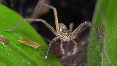 Wolf Spider (Aglaoctenus castaneus) Stock Footage 77257420
