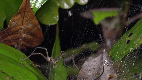 Wolf Spider (Aglaoctenus castaneus) Stock Footage 77257819
